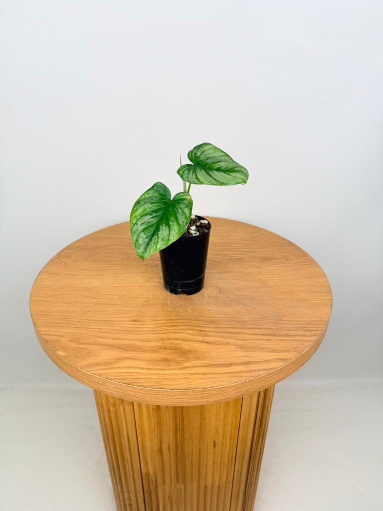 Philodendron Mamei - Silver Cloud