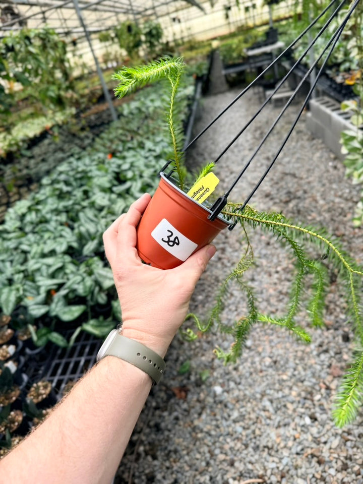 Handpicked #38 - Phlegmariurus squarrosus [Huperzia Squarrosa] - QLD Fine Rock Tassel Fern