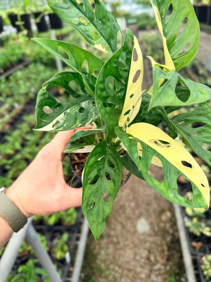 Handpicked #124 - Monstera Adansonii - Monkey Mask - Variegated Albo - Double Planted
