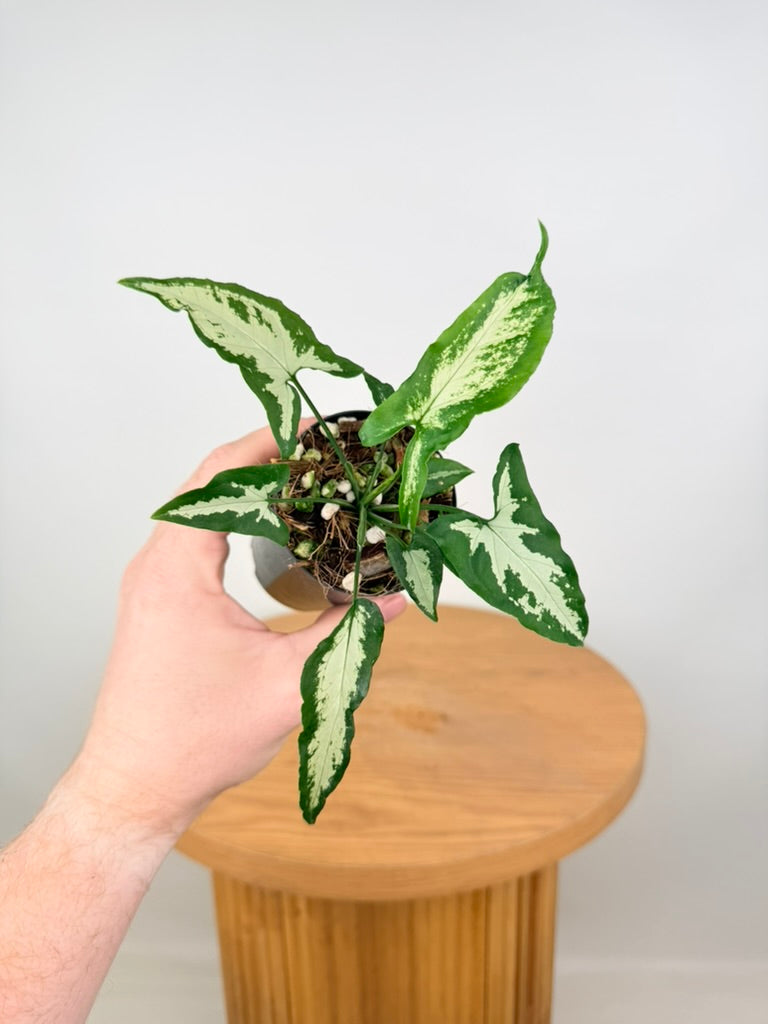 Syngonium Podophyllum - Little Star