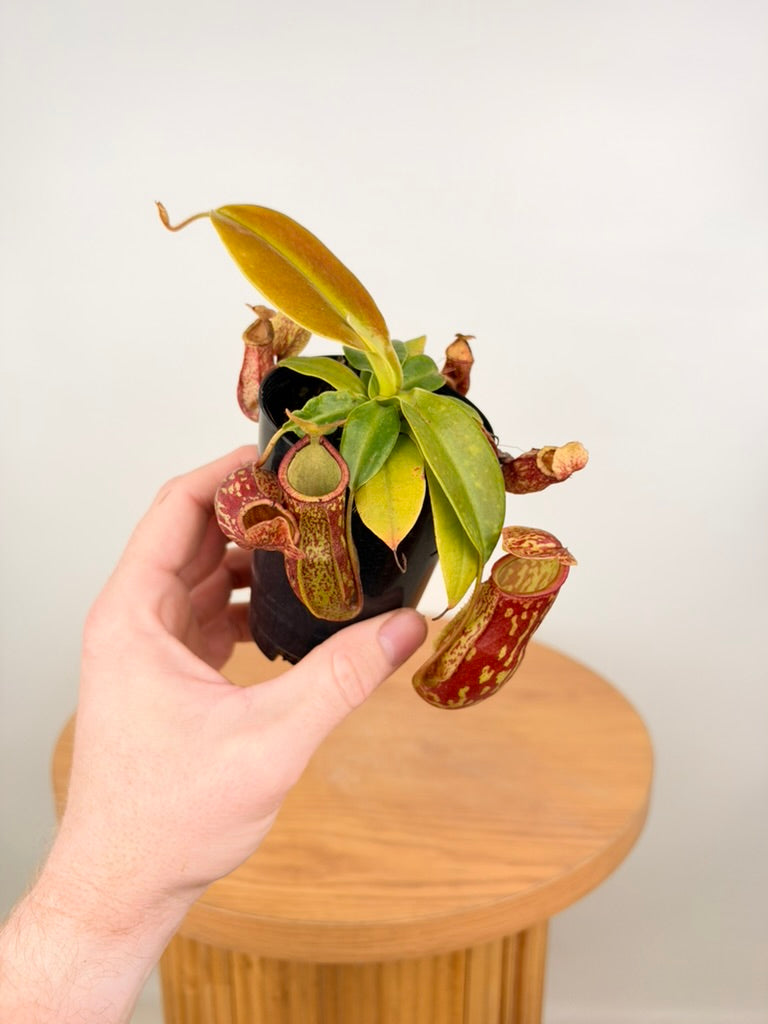 Nepenthes St Gaya