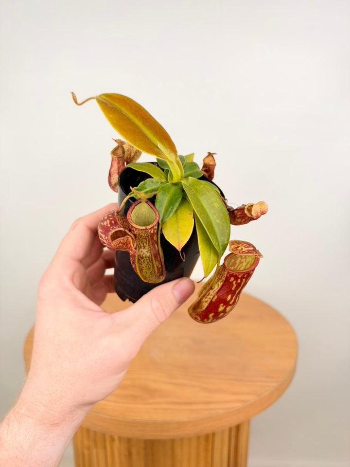 Nepenthes St Gaya