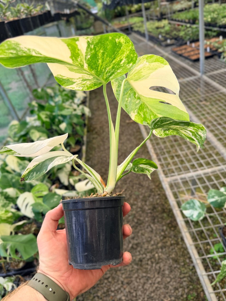 Handpicked #140 - Monstera Deliciosa Borsigiana Variegated Albo