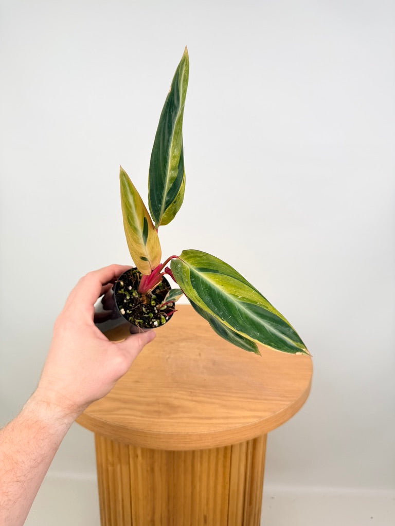 Stromanthe Sanguinea - Horticolor