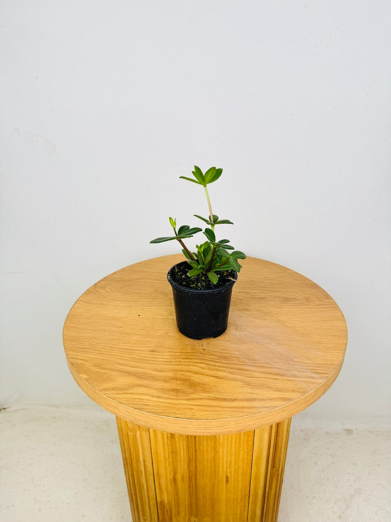 Peperomia Kimnachii