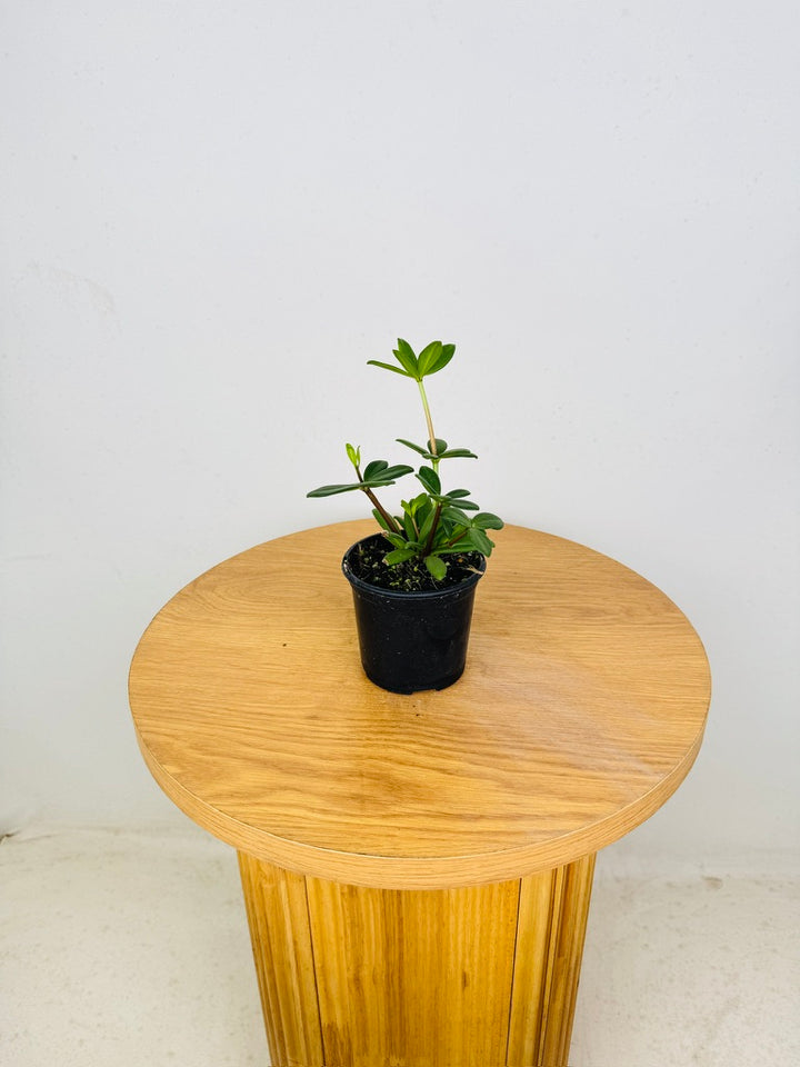 Peperomia Kimnachii