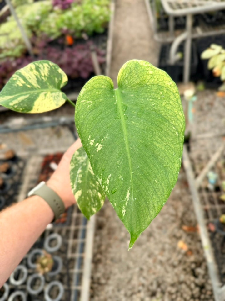 Handpicked #27 - Monstera Deliciosa Mint
