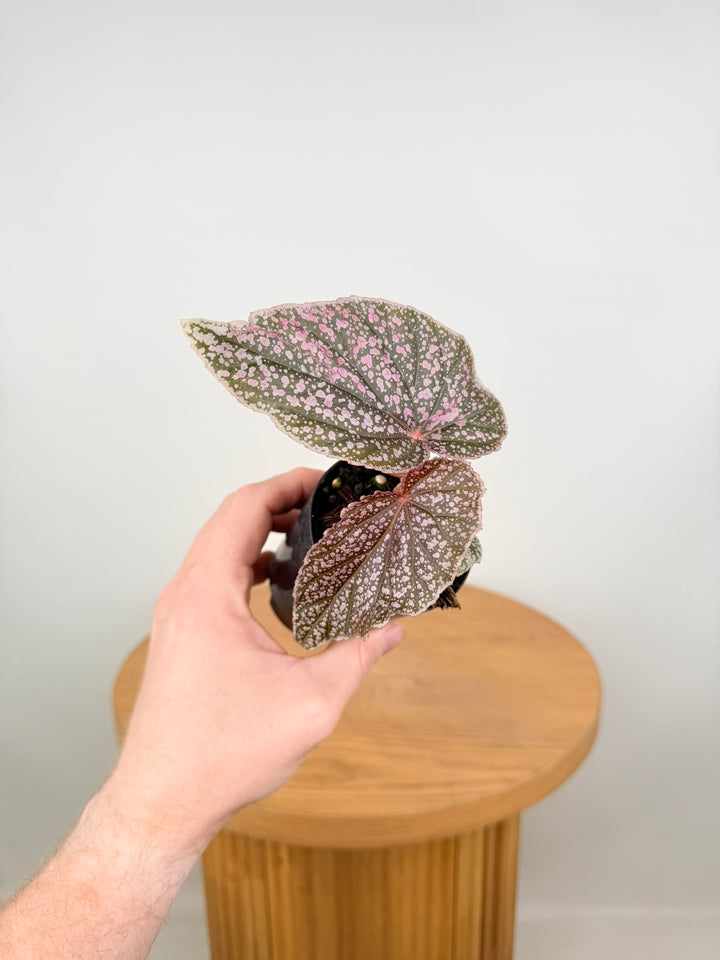 Begonia Maurice Amey