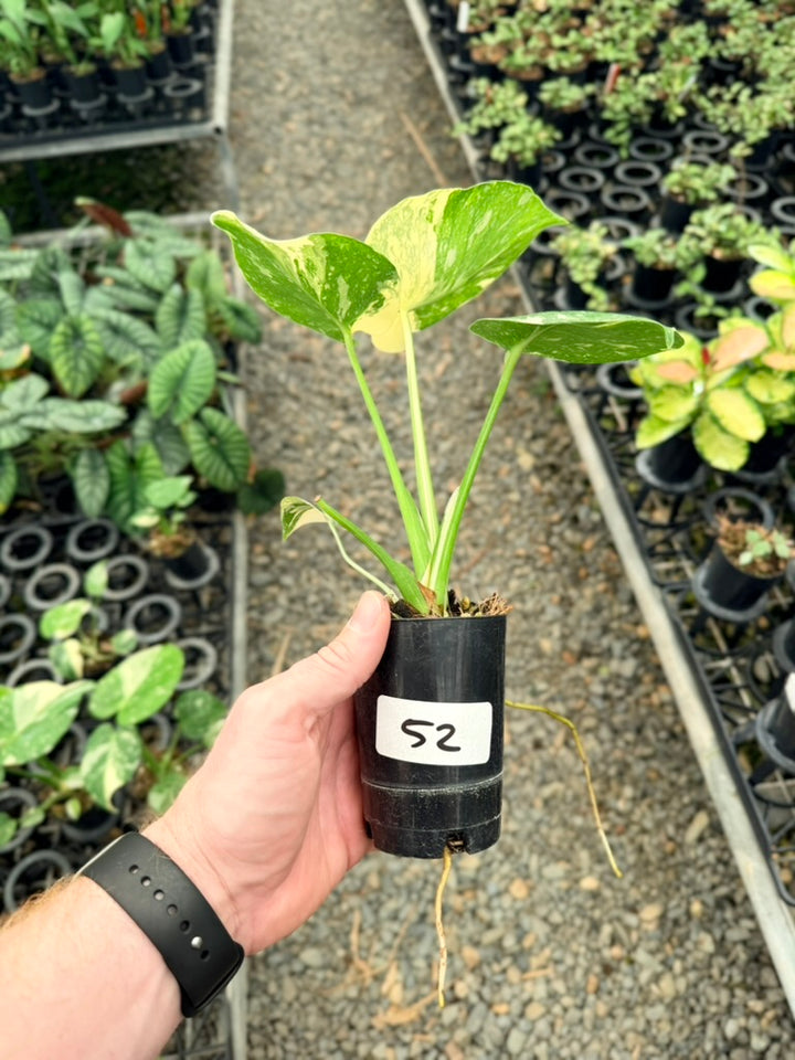 Handpicked #52 - Monstera Deliciosa - Thai Constellation