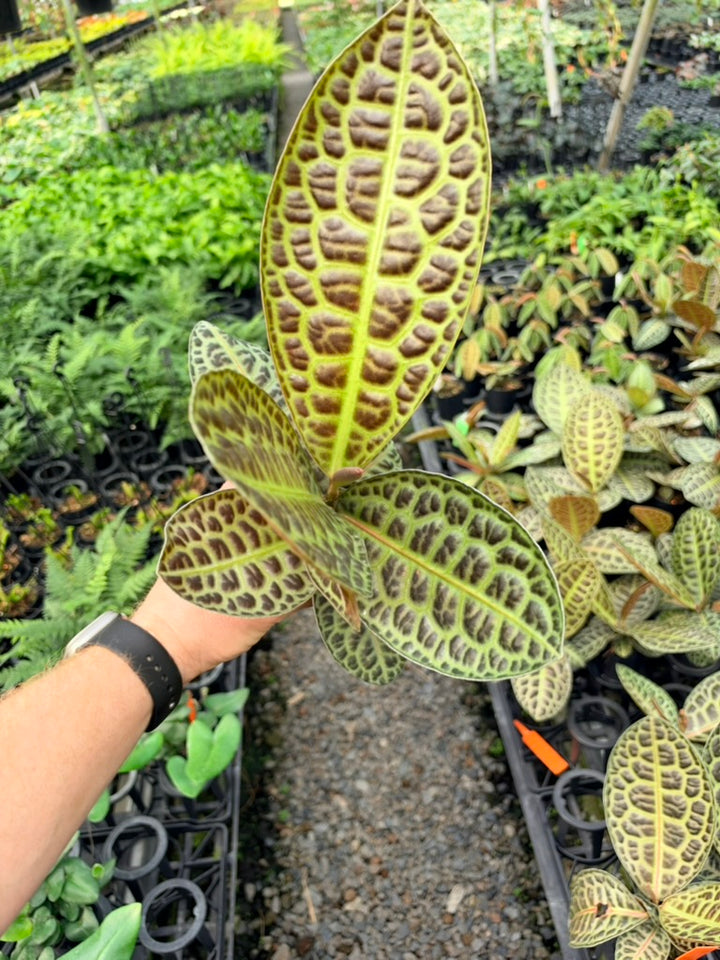 Handpicked #98 - Labisia Beccarii - Turtleback