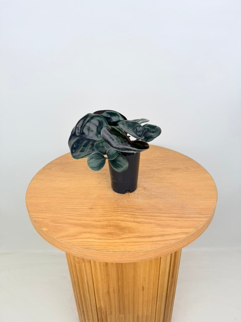 Geogenanthus ciliatus Midnight Pearl glossy leaf detail
