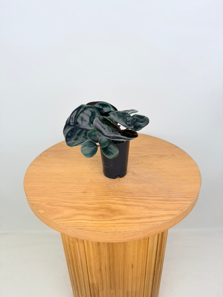Geogenanthus ciliatus Midnight Pearl glossy leaf detail
