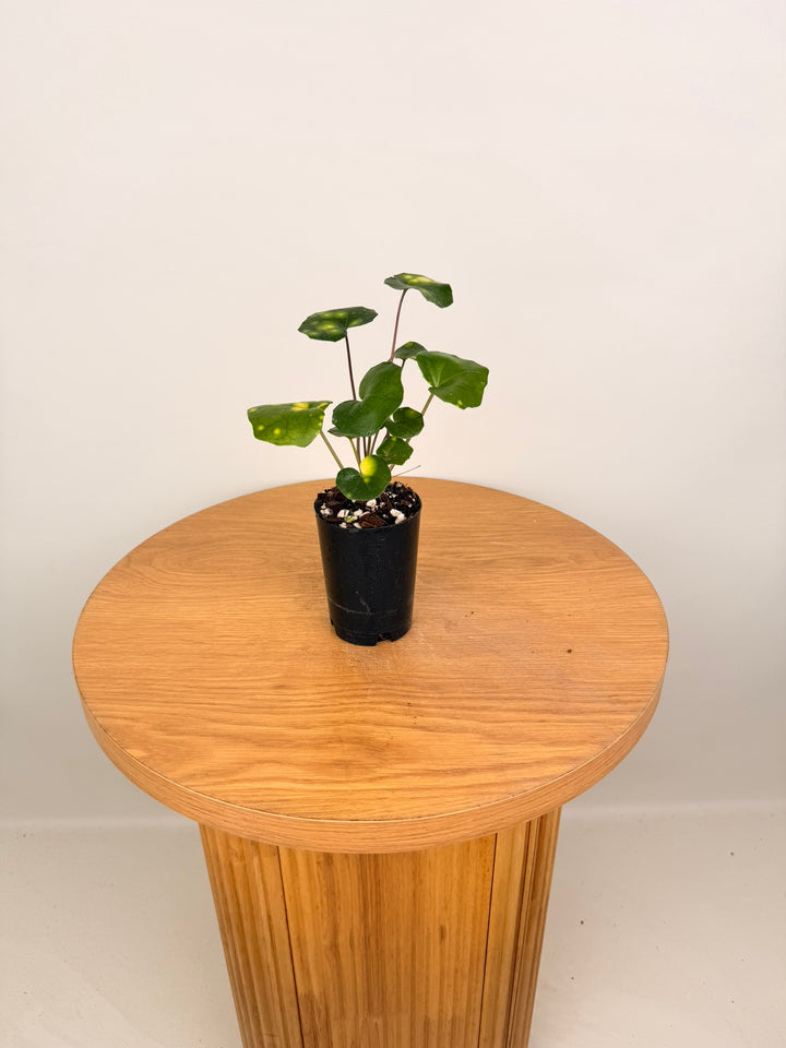 Farfugium Japonicum - Aureomaculatum