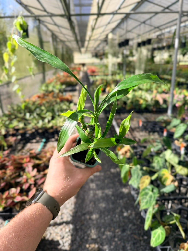 Dracaena Sanderiana - Lucky Bamboo