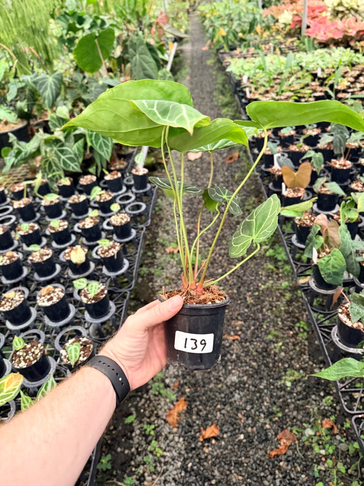 Handpicked #139 - Anthurium Crystallinum - Multi Headed