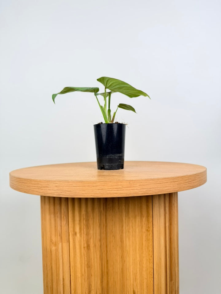 Philodendron Mamei - Silver Cloud