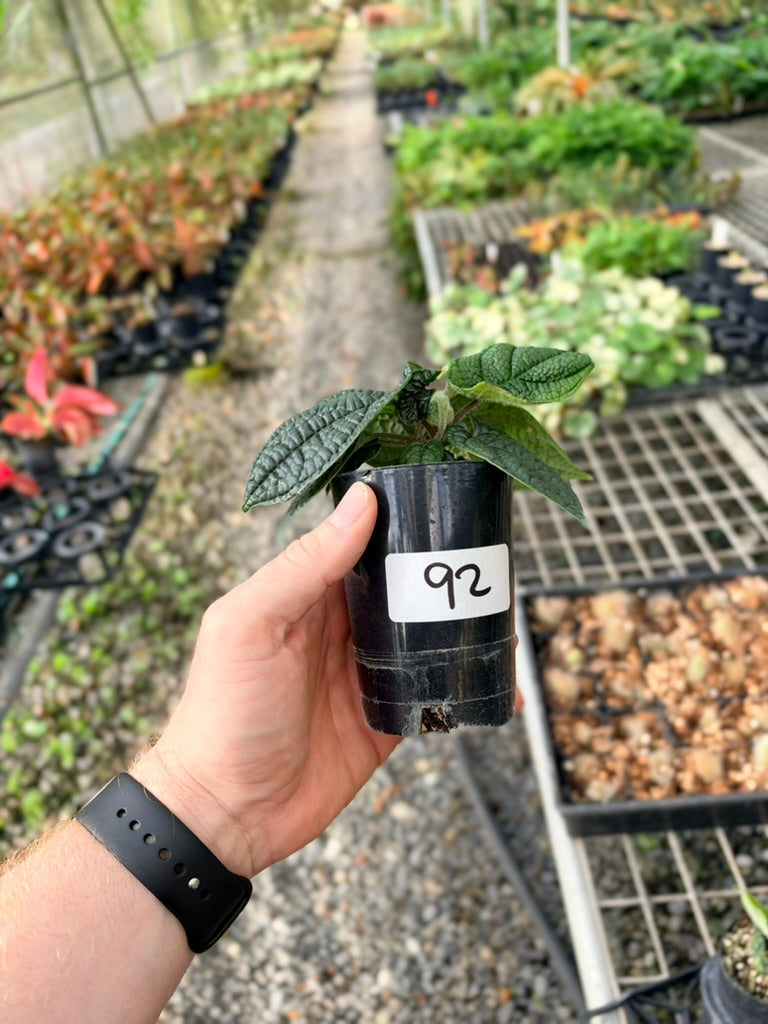 Handpicked #92 - Piper Parmatum