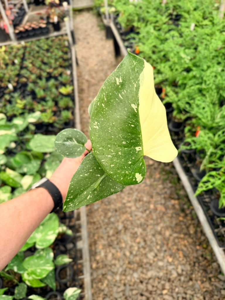 Handpicked #55 - Monstera Deliciosa - Thai Constellation