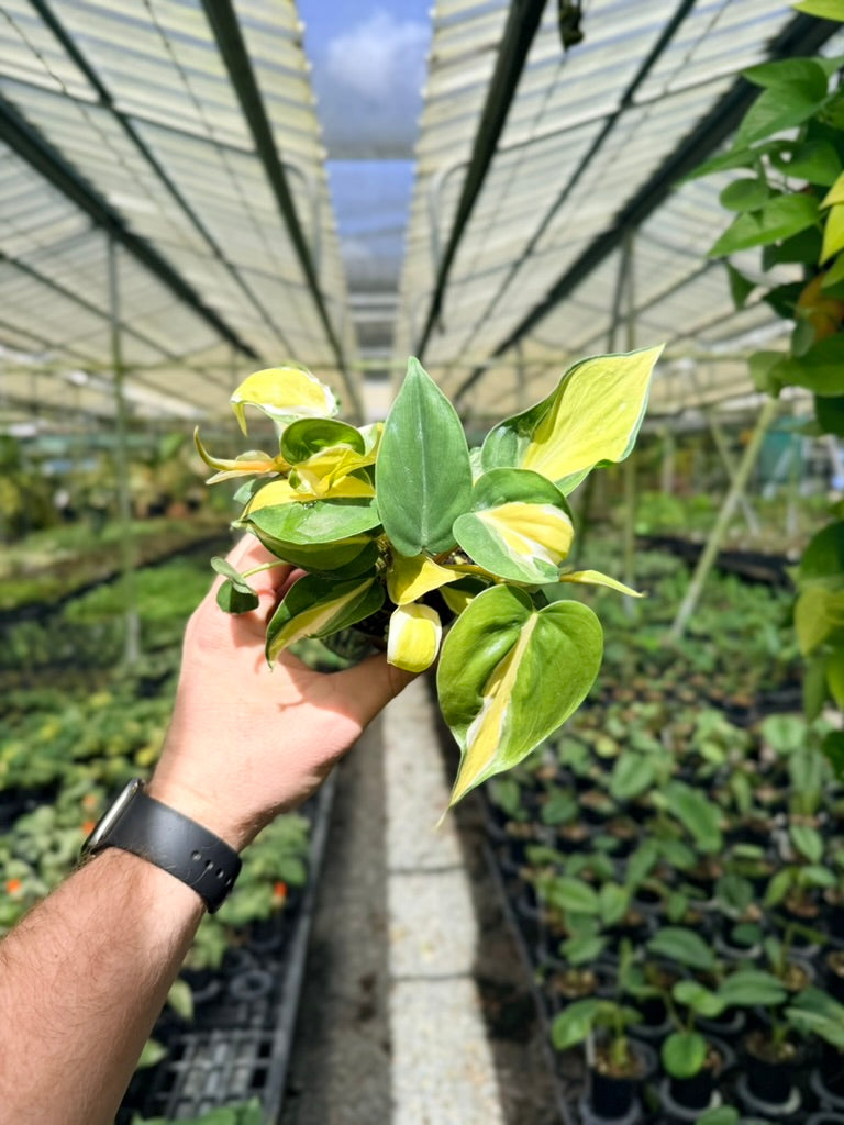 Philodendron Hederaceum Var. Oxycardium Cream Splash