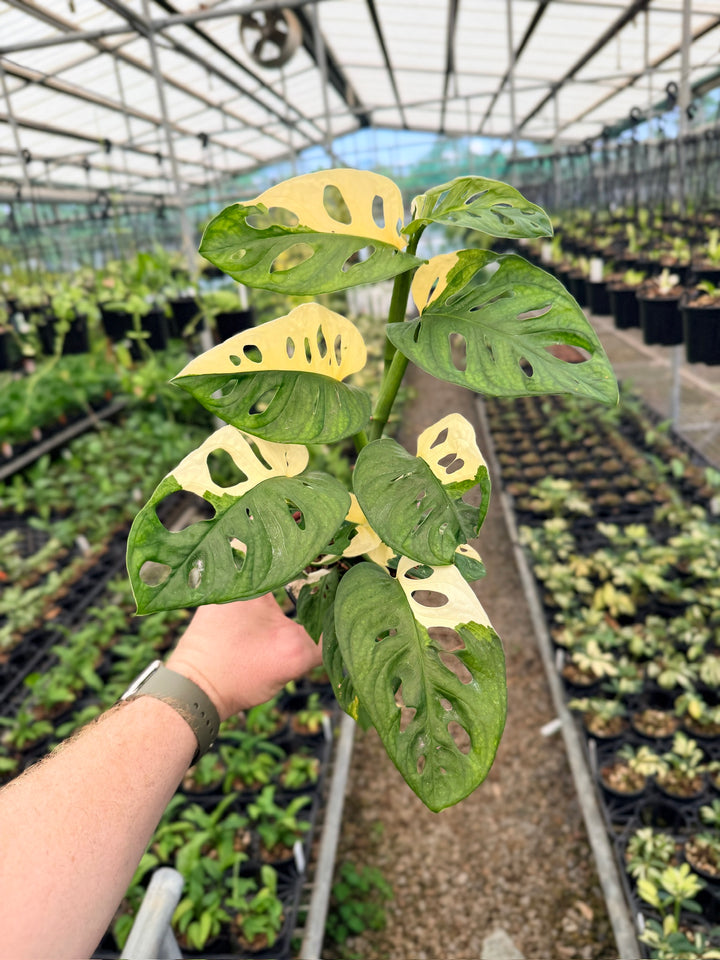 Handpicked #122 - Monstera Adansonii - Monkey Mask - Variegated Albo - Double Planted