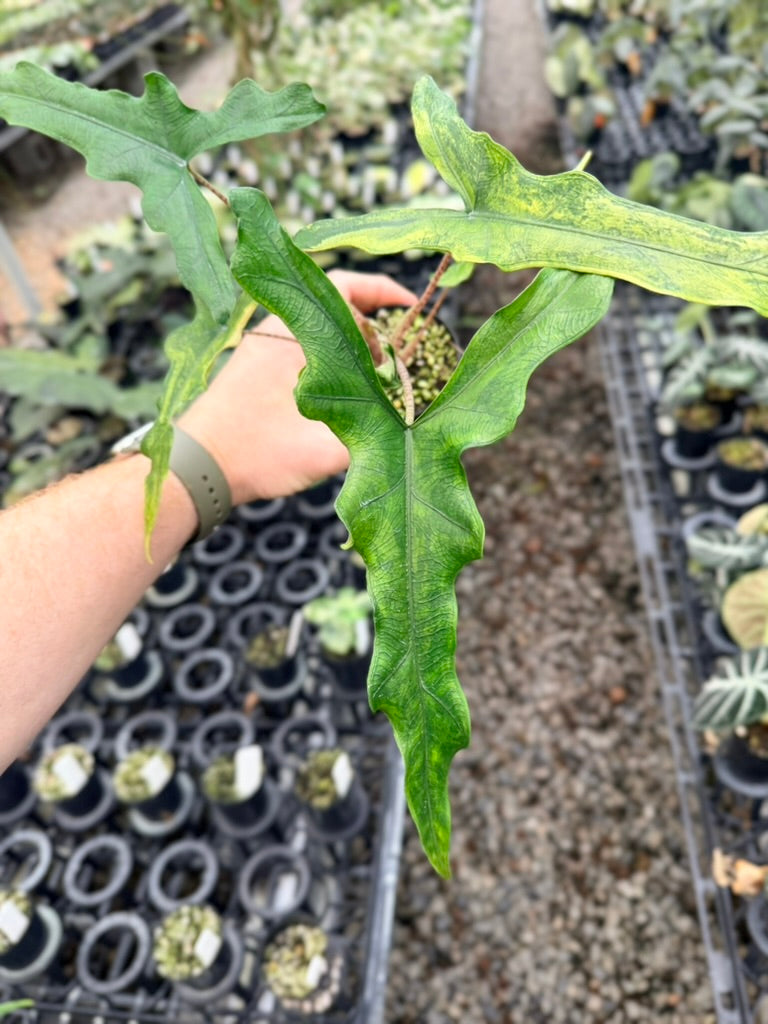 Handpicked #22 - Alocasia sp Sulewasi 'Sabrina Narrow' - Aurea Variegata