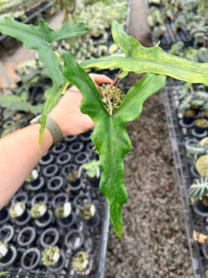 Handpicked #22 - Alocasia sp Sulewasi 'Sabrina Narrow' - Aurea Variegata