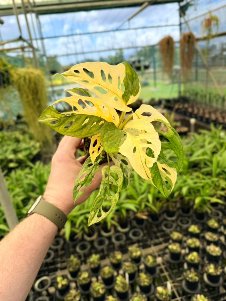 Monstera Adansonii - Monkey Mask - Albo Variegata