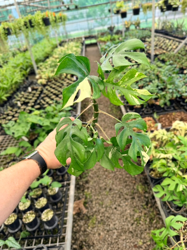 Handpicked #14 -  Rhaphidophora Tetrasperma Variegata Albo