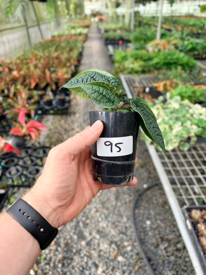 Handpicked #95 - Piper Parmatum