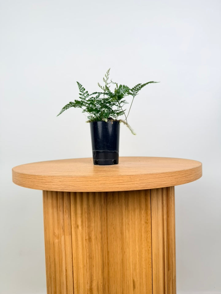 Humata Tyermannii - White Rabbit's Foot Fern
