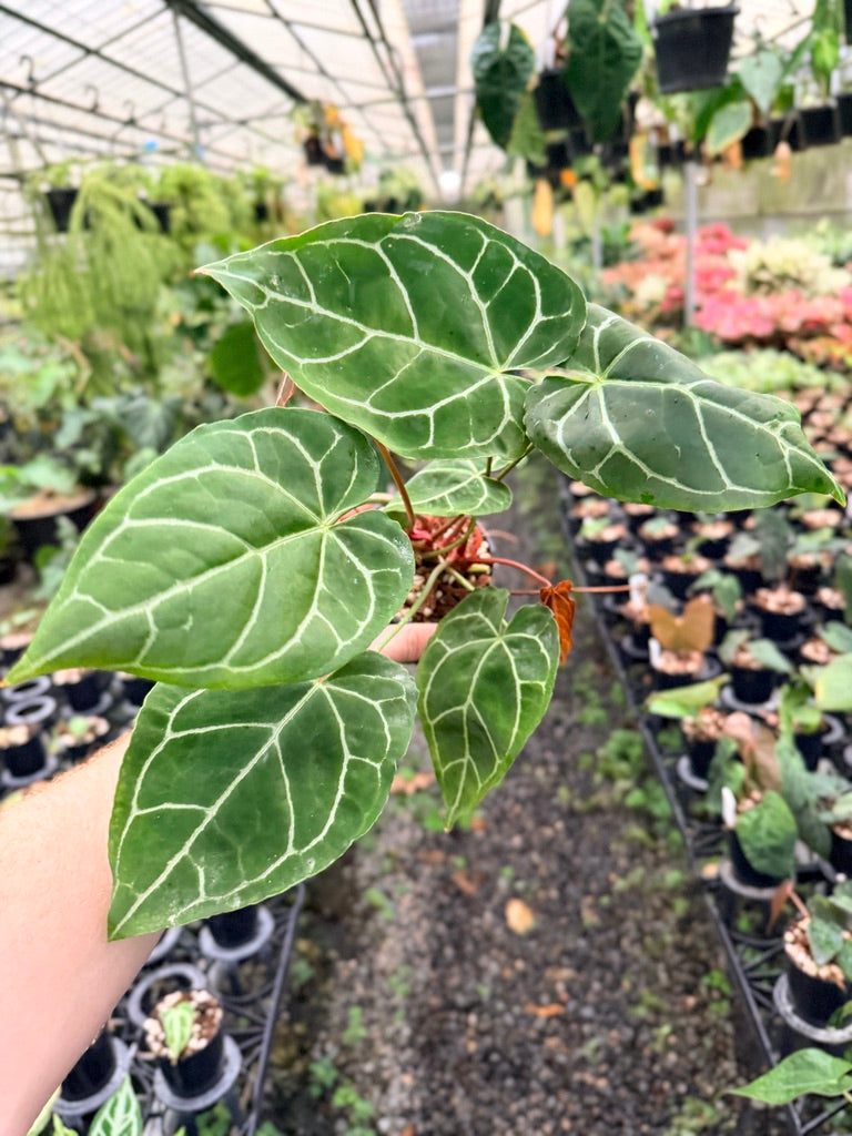 Handpicked #140 - Anthurium Crystallinum - Multi Headed