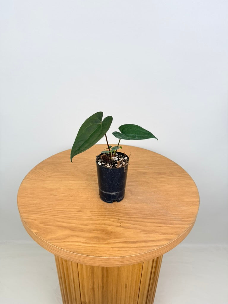 Anthurium Ace of Spades X Anthurium Papillilaminum