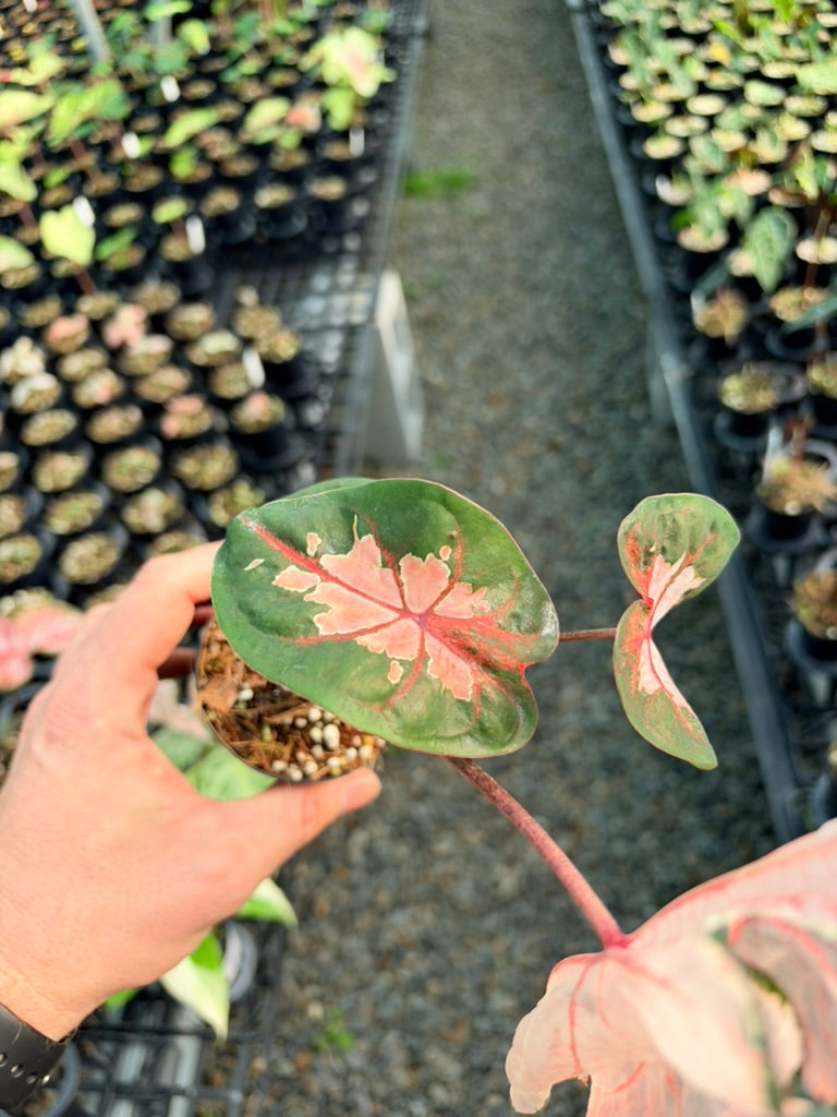 Handpicked #79 - Caladium Bicolor - Apple Blossom