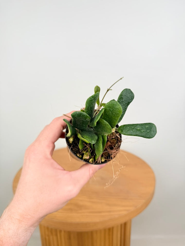 Hoya Rotundiflora