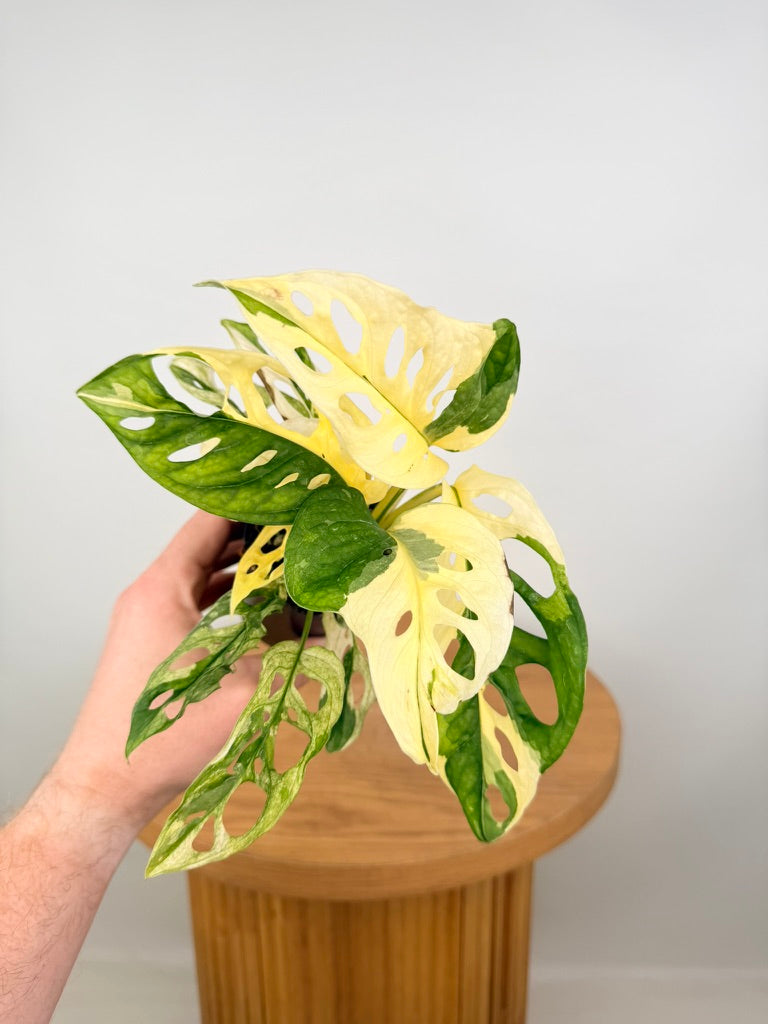 Monstera Adansonii - Monkey Mask - Albo Variegata