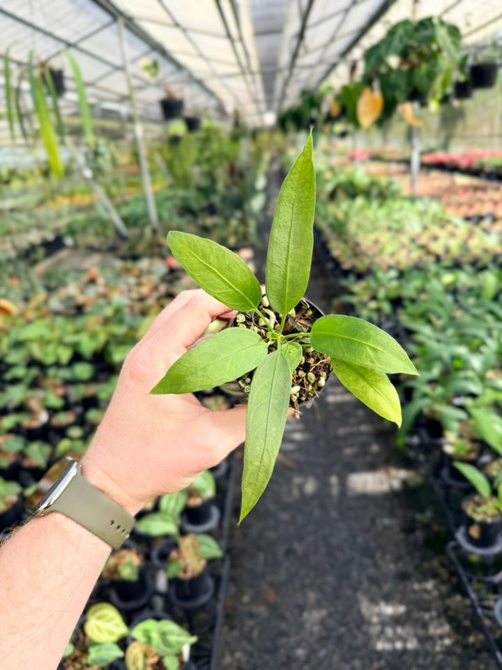 Anthurium Vittariifolium