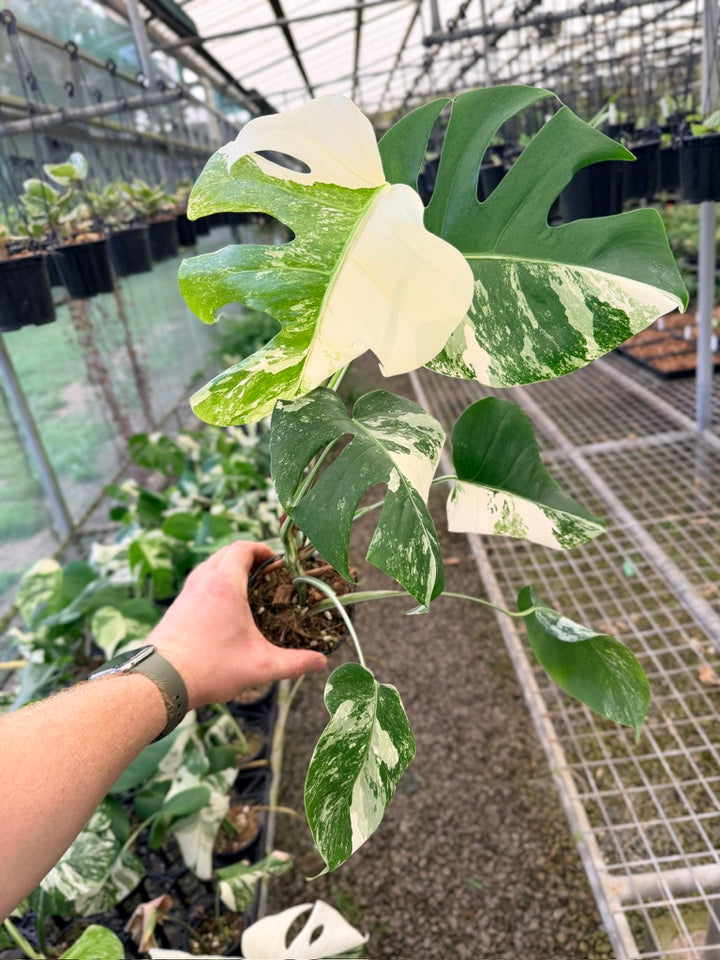 Handpicked #131 - Monstera Deliciosa Borsigiana Variegated Albo