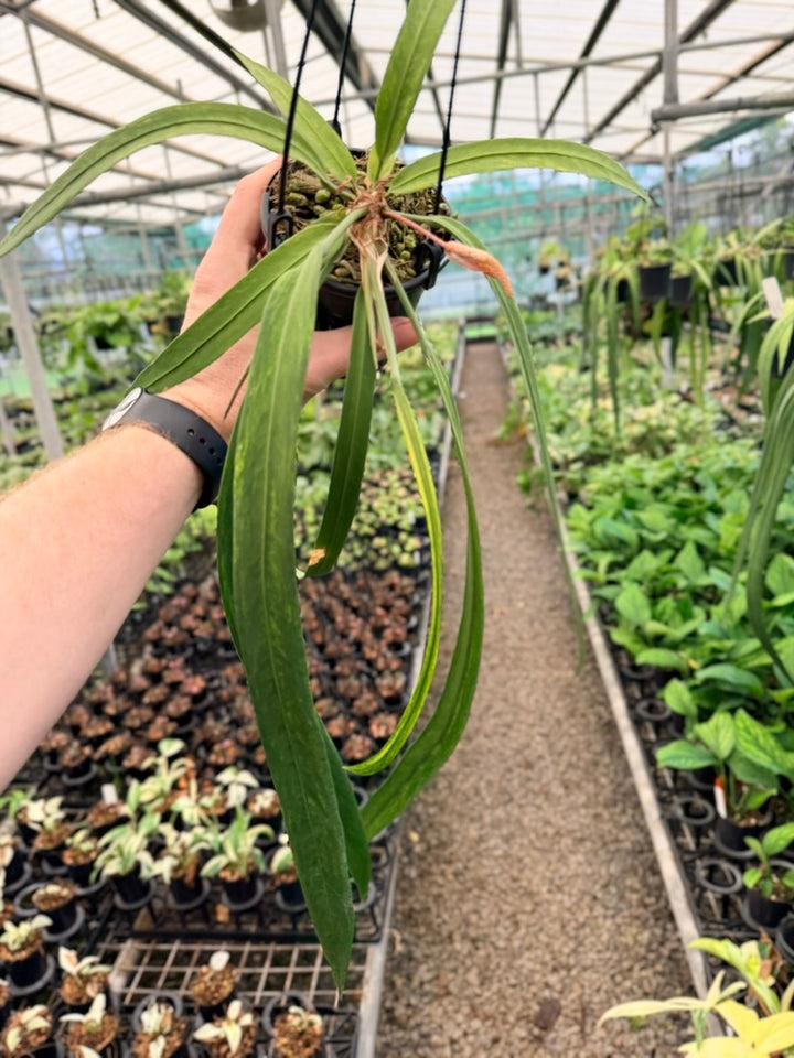 Handpicked #16 - Anthurium Vittariifolium Variegata