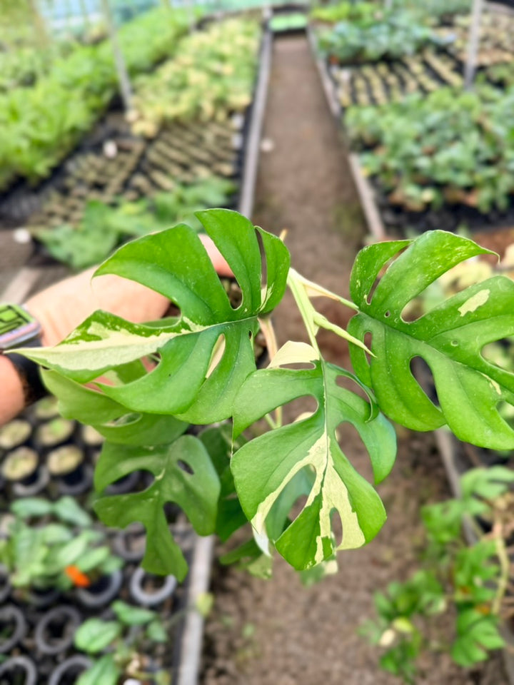 Handpicked #15 - Rhaphidophora Tetrasperma Variegata Albo