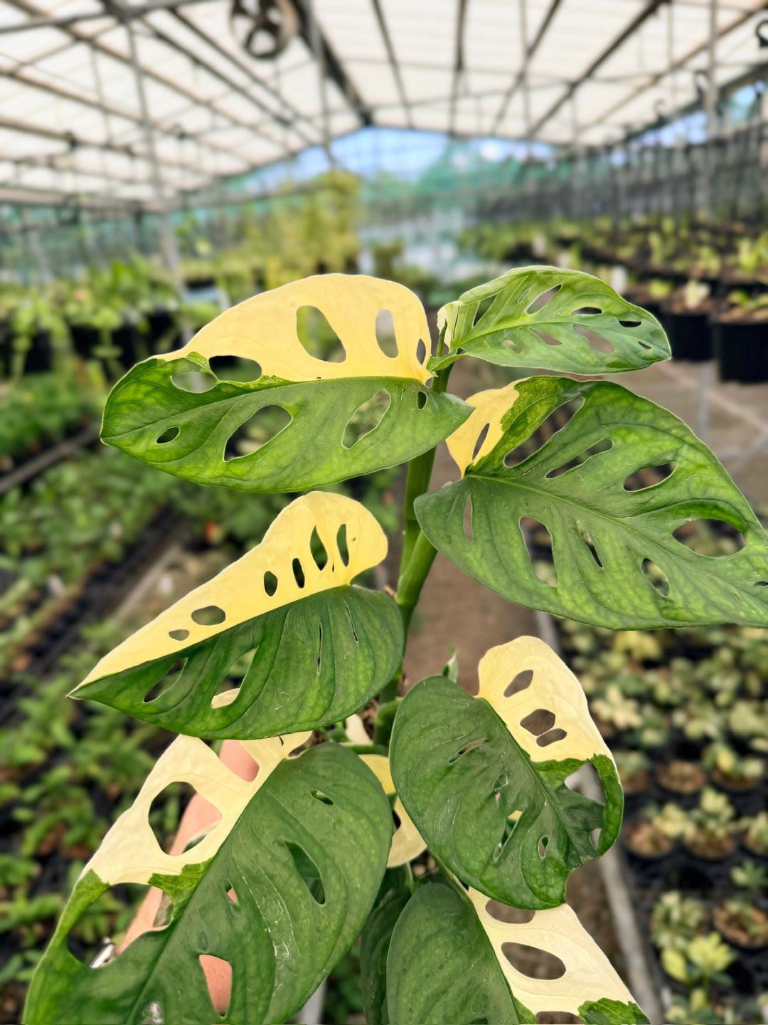 Handpicked #122 - Monstera Adansonii - Monkey Mask - Variegated Albo - Double Planted