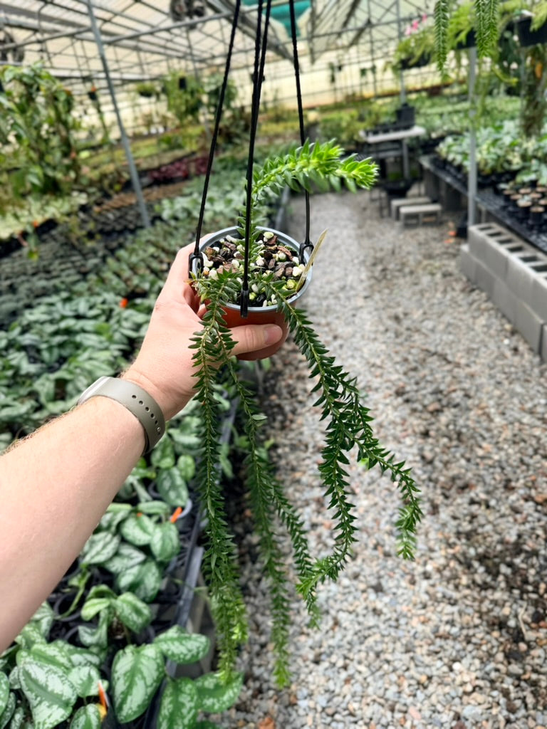 Handpicked #32 - Phlegmariurus Phlegmarioides X Phlegmariurus Ledermannii - Tassel Fern