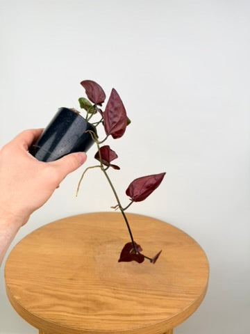Syngonium Erythrophyllum