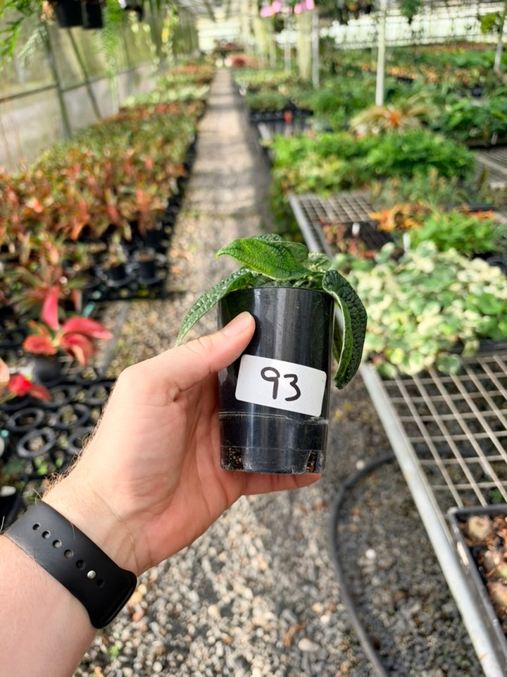 Handpicked #93 - Piper Parmatum