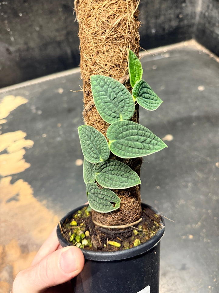 Handpicked #93 - Rhaphidophora Versteegii Totem - 100mm Pot