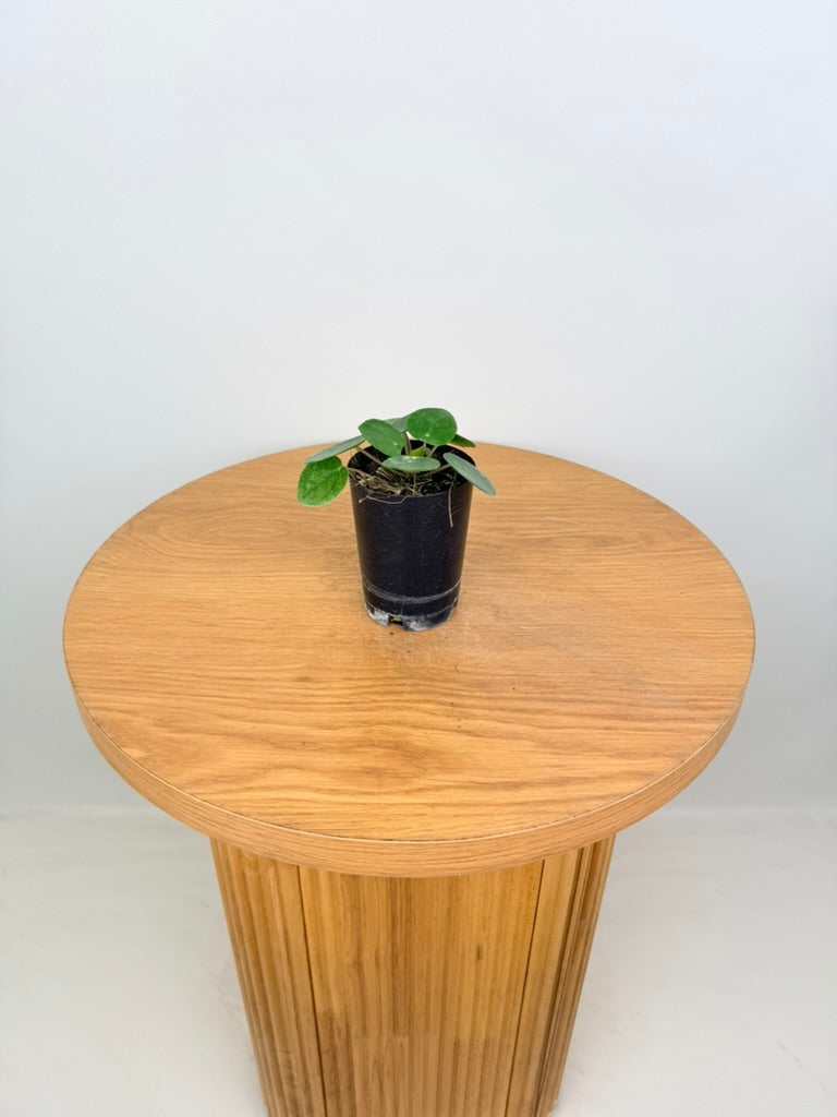 Pilea Peperomioides