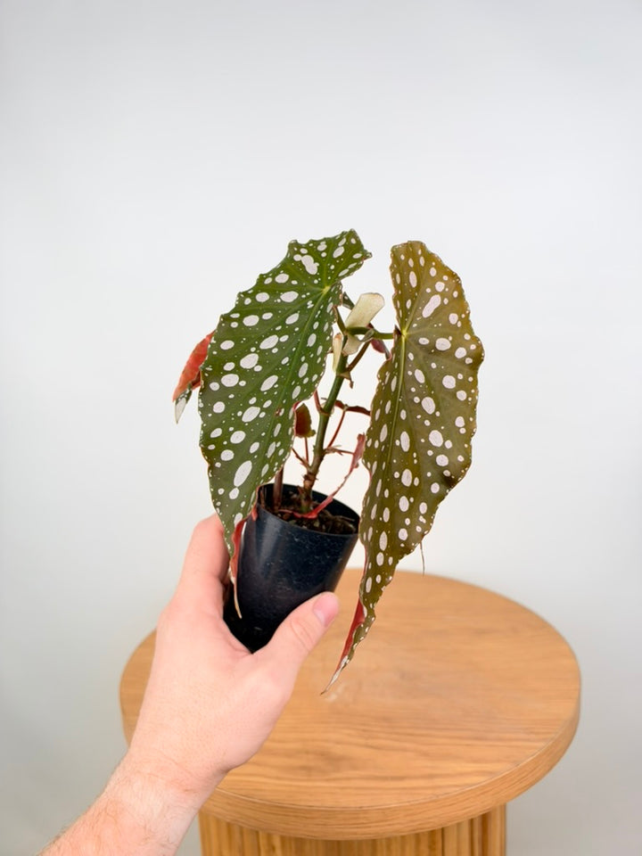 Begonia Maculata