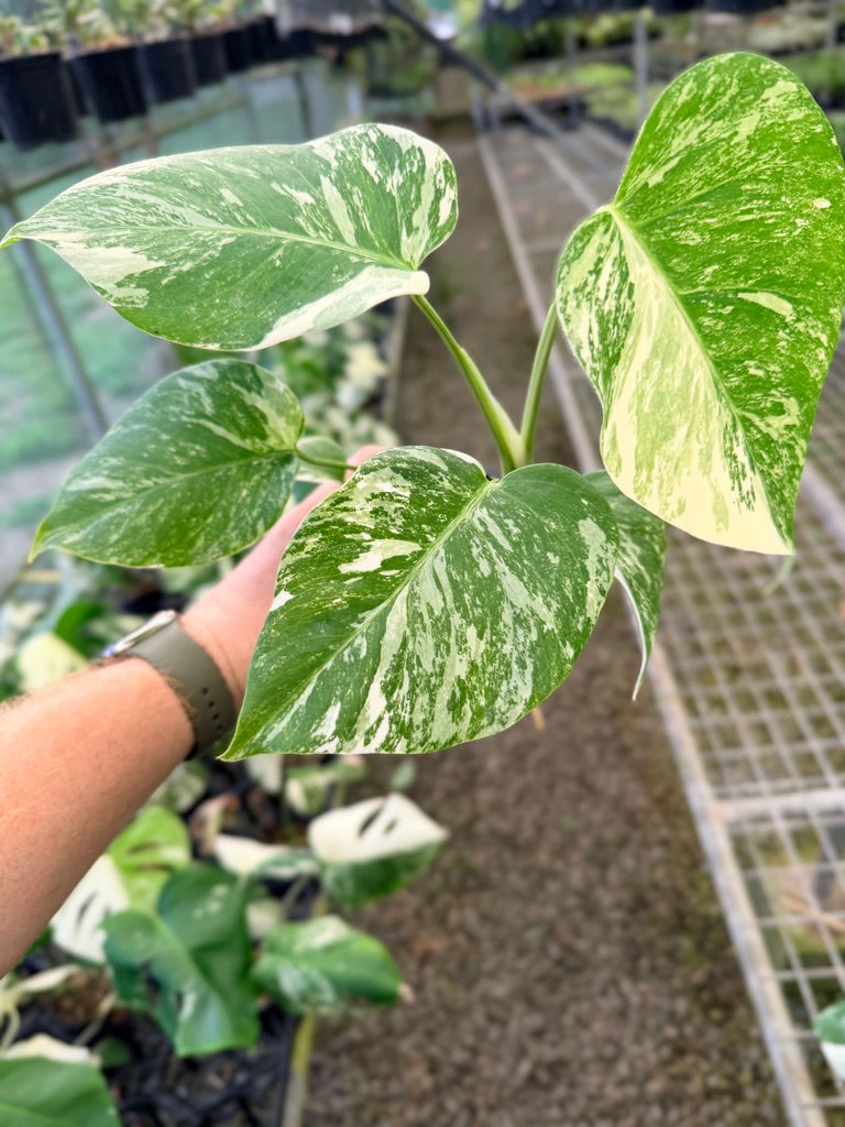 Handpicked #139 - Monstera Deliciosa Borsigiana Variegated Albo