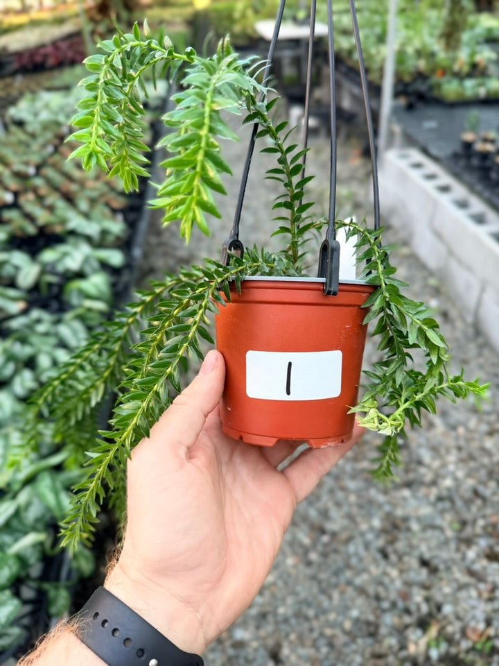 Handpicked #1 - Phlegmariurus Phlegmarioides X Phlegmariurus Ledermannii - Tassel Fern