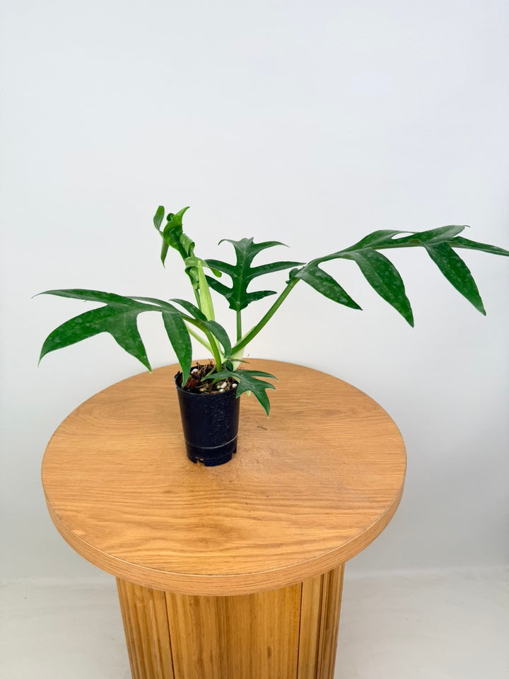 Philodendron Distantilobum