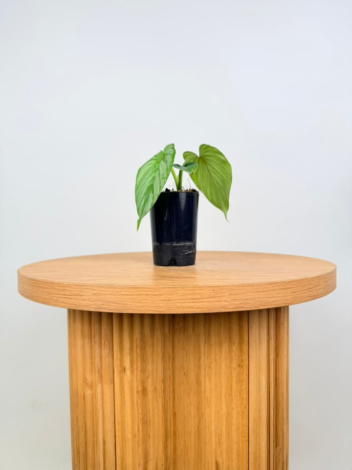 Philodendron Mamei - Silver Cloud
